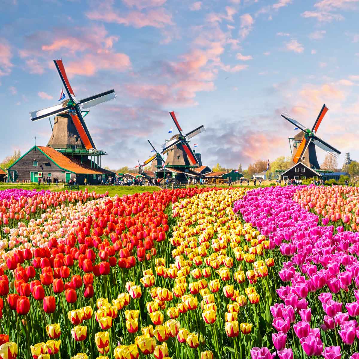 Ferienhaus in Holland, Veluwemeer, Notenboom 26 Tulpen